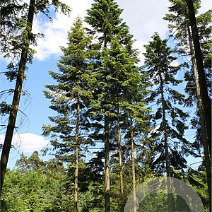 Abies grandis 250-300 cm draadkluit solitair