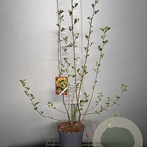 Aronia melanocarpa 'Hugin' 50-60 cm 3,0L