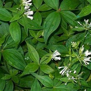 Asperula taurina GM P9 BIO