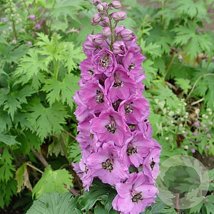 Delphinium (P) 'Astolat' GM P9 BIO