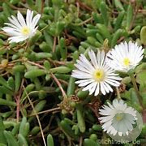 Delosperma 'Graaf Reinet' GM P9 BIO