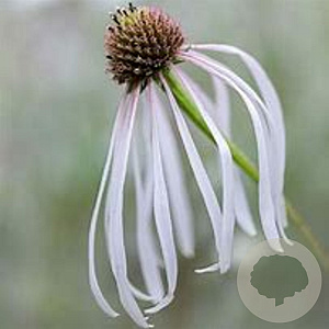 Echinacea pallida 'Hula Dancer' GM P9 BIO