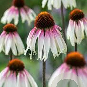 Echinacea Pretty Parasols GM P9 BIO