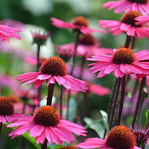 Echinacea 'Sensation Pink' GM P9 BIO
