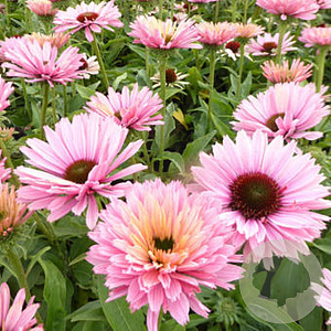 Echinacea Sunseekers Salmon GM P9 BIO
