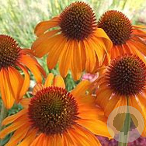 Echinacea 'Tiki Torch' GM P9 BIO