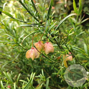 Euonymus nanus turkestanicus 40-50 cm 3,0L