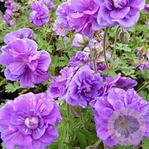 Geranium himalayense 'Plenum' GM P9 BIO