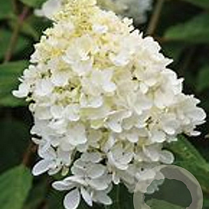 Hydrangea a. 'Grandiflora' 60-80 cm 5,0L