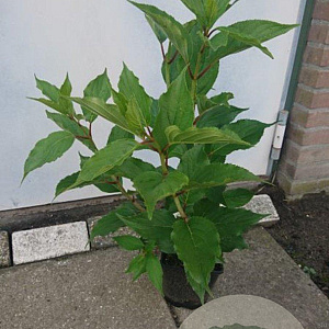 Hydrangea pan. 'Phantom' 60-80 cm 5,0L