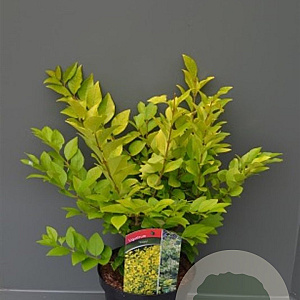 Ligustrum 'Vicaryi' 175-200 cm draadkluit struik op Stam