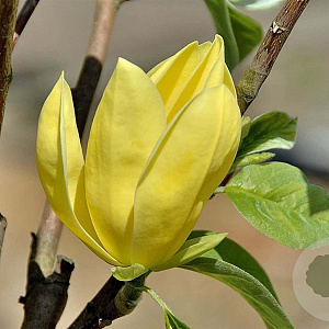 Magnolia 'Daphne' 60-80 cm met kluit