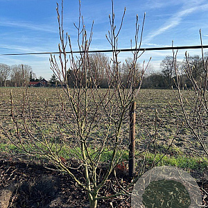 Magnolia 'Heaven Scent' 250-300 cm draadkluit meerstammig 350-400 diameter