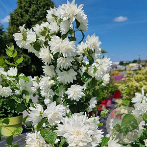 Philadelphus Pearls of Perfume 30-40 cm 2,0L