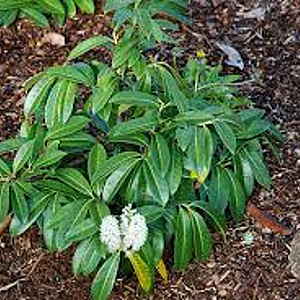 Prunus l. 'Mount Vernon' 30-40 cm 4,0L