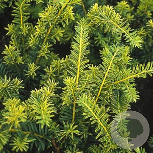 Taxus b. 'Summergold' 100-125 cm met kluit solitair