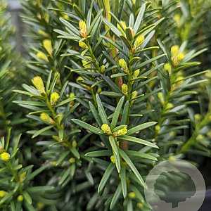 Taxus media 'Hicksii' 225-250 cm draadkluit solitair opgeknipt