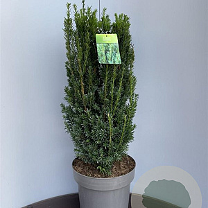 Taxus media 'Hillii' 150-175 cm draadkluit solitair