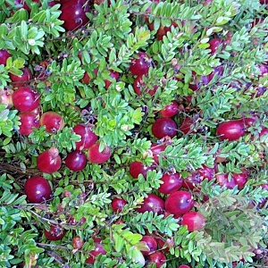 Vaccinium macrocarpon 30-40 cm 2,0L