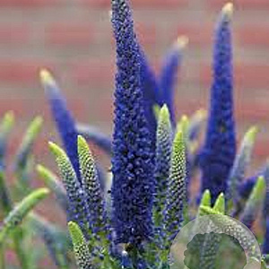 Veronica longif. 'First Glory' GM P9 BIO