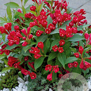 Weigela All Summer Red 25-30 cm 3,0L