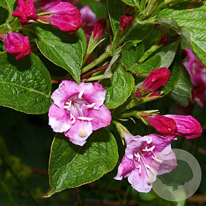 Weigela 'Bristol Ruby' 80-100 cm 5,0L