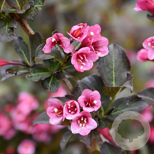 Weigela florida 'Tango' 30-40 cm 2,0L
