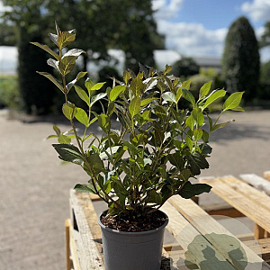 Weigela florida 'Tango' 30-40 cm 2,0L