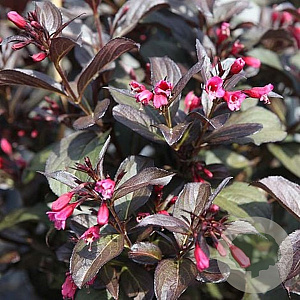 Weigela Naomi Campbell 20-25 cm 3,0L