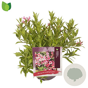 Weigela Picobella Rosa 25-30 cm 3,0L