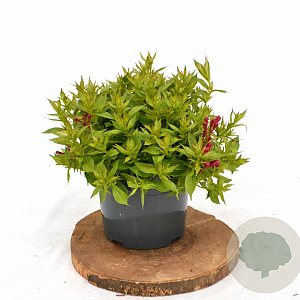 Weigela Picobella Rosso 25-30 cm 3,0L