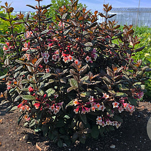 Weigela Vintage Love 30-40 cm 3,0L