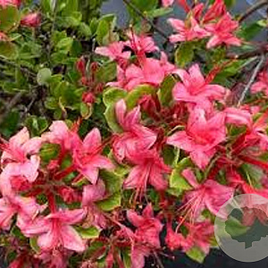 Rhododendron viscosum 40+ 5,0L