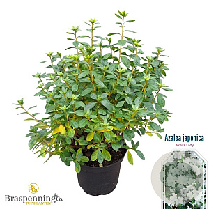 Rhododendron 'Windsor Lad' 25-30 cm 4,0L
