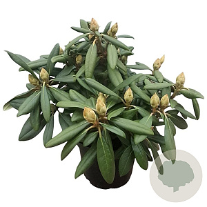 Rhododendron yakushimanum Caroline Allbrook' 30 cm 5,0L