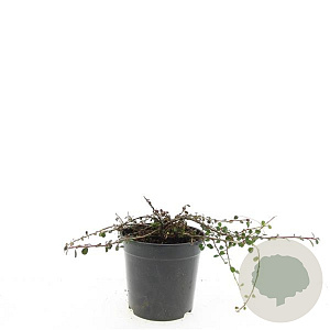 Cotoneaster pr. 'Streib's Findling' 25-30 cm 2,0L