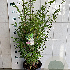 Fargesia 'Winter Joy' 80-100 cm 7,5L