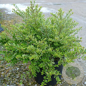 Lonicera nit. 'Lemon Beauty' 30-35 cm 5,0L