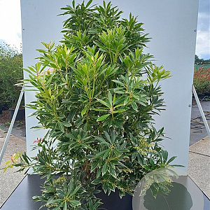 Pieris 'Flaming Silver' 25-30 cm 2.0L Circulair