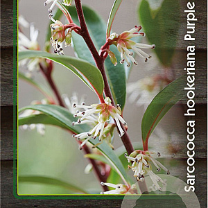 Sarcococca h. Purple Gem 25-30 cm 2,0L