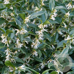 Sarcococca ruscifolia 'Dragon Gate' 20-25 cm 2,0L