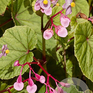 Begonia grandis evansiana 125-150 cm 20L