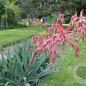 Beschorneria yuccoides semis 125-150 cm 20L