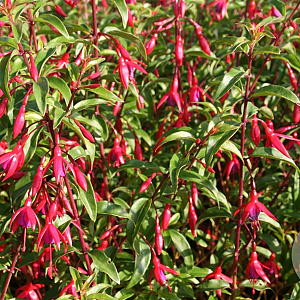 Fuchsia magellanica gracilis GM 1.5