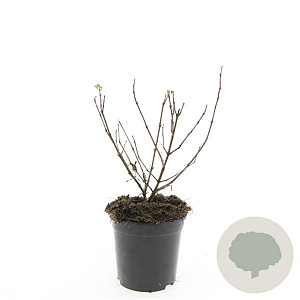 Fuchsia 'Mrs Popple' GM 1.5