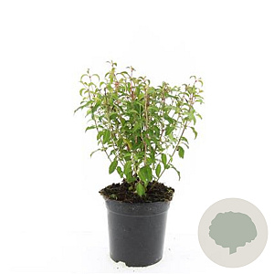 Fuchsia 'Riccartonii' GM 1.5