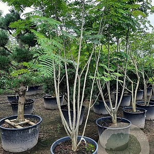 Albizia julibrissin 125-150 cm container meerstammig
