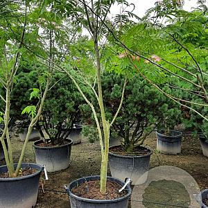 Albizia julibrissin 125-150 cm container meerstammig