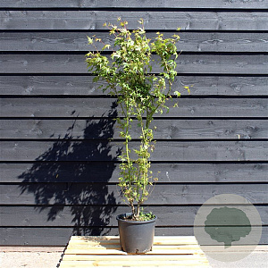 Acer palmatum 150-175 cm 12L