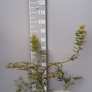 Acer pal. 'Dissectum' 60-80 cm 7,5L